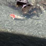 ヒメ日記 2026/02/25 21:03 投稿 ネネカ MEGA PALACE(メガパレス）