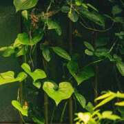 ヒメ日記 2026/03/29 14:13 投稿 ネネカ MEGA PALACE(メガパレス）