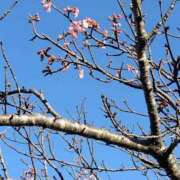 ヒメ日記 2026/04/03 22:13 投稿 ネネカ MEGA PALACE(メガパレス）