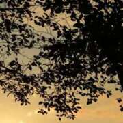 ヒメ日記 2026/04/08 14:20 投稿 ネネカ MEGA PALACE(メガパレス）