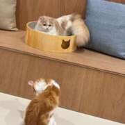 ヒメ日記 2026/02/23 19:29 投稿 たいよう★UL対応 Blue Moon