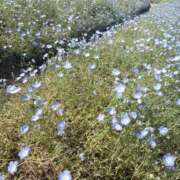 ヒメ日記 2026/06/11 10:49 投稿 たいよう★UL対応 Blue Moon