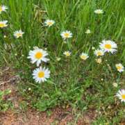 ヒメ日記 2026/04/02 23:10 投稿 愛 ロイヤルヴィトン(宇都宮)