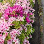 ヒメ日記 2026/04/21 14:39 投稿 愛 ロイヤルヴィトン(宇都宮)