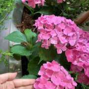 ヒメ日記 2026/06/01 07:19 投稿 愛 ロイヤルヴィトン(宇都宮)
