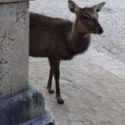 ヒメ日記 2026/04/02 14:43 投稿 みやび 熟女総本店 堺東店