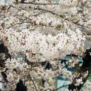 ヒメ日記 2026/03/31 09:00 投稿 一条琴乃 白夜