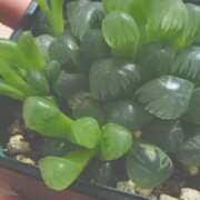 田宮たまき【割引対象外】 あざざざしぁ〜〜〜 elumo(エルモ)