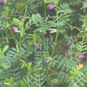 ヒメ日記 2026/04/04 20:47 投稿 田宮たまき【割引対象外】 elumo(エルモ)