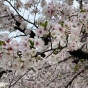 ヒメ日記 2026/04/06 07:34 投稿 りおな 一宮稲沢小牧ちゃんこ