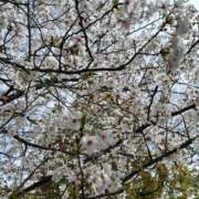 ヒメ日記 2026/04/11 07:25 投稿 のん メルビス＆アトリアーナ