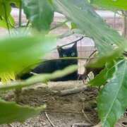 羽夢わかな 🪽 秘密の趣味 Versailles