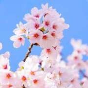 ヒメ日記 2026/03/02 10:14 投稿 不動の人気嬢さくら 嗚呼、四十五歳以上