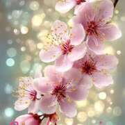 ヒメ日記 2026/03/19 08:50 投稿 不動の人気嬢さくら 嗚呼、四十五歳以上