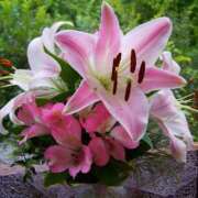 ヒメ日記 2026/01/08 10:19 投稿 大人可愛いちぐさ 嗚呼、四十五歳以上