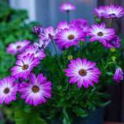 ヒメ日記 2026/01/13 19:05 投稿 大人可愛いちぐさ 嗚呼、四十五歳以上