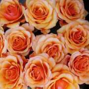 ヒメ日記 2026/03/12 09:30 投稿 大人可愛いちぐさ 嗚呼、四十五歳以上