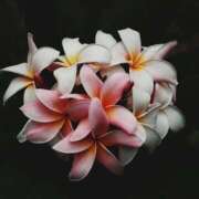 ヒメ日記 2026/03/18 21:20 投稿 大人可愛いちぐさ 嗚呼、四十五歳以上