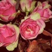 ヒメ日記 2026/03/19 13:01 投稿 大人可愛いちぐさ 嗚呼、四十五歳以上