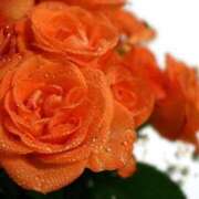 ヒメ日記 2026/03/23 12:43 投稿 大人可愛いちぐさ 嗚呼、四十五歳以上