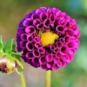 ヒメ日記 2026/03/23 13:28 投稿 大人可愛いちぐさ 嗚呼、四十五歳以上