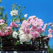 ヒメ日記 2026/03/26 21:32 投稿 大人可愛いちぐさ 嗚呼、四十五歳以上