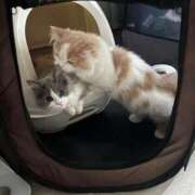 ヒメ日記 2026/01/30 09:39 投稿 野乃みれい FORTE