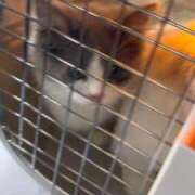 ヒメ日記 2026/01/30 16:55 投稿 野乃みれい FORTE