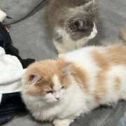 ヒメ日記 2026/02/25 18:34 投稿 野乃みれい FORTE