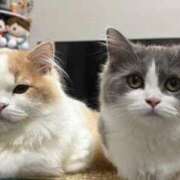 ヒメ日記 2026/03/20 14:29 投稿 野乃みれい FORTE