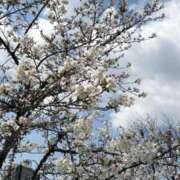 ヒメ日記 2026/04/03 09:23 投稿 野乃みれい FORTE