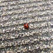 ヒメ日記 2026/02/15 14:56 投稿 しずか スピードエコ日本橋店