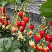 ヒメ日記 2026/02/07 15:16 投稿 みく ぐっすり山田　池袋店