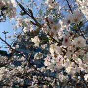 ヒメ日記 2026/03/28 17:27 投稿 真白かなで BLENDA V.I.P東京店