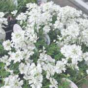 ななせ 本日もありがとうございました☀️ Cawaiiハイ！スクールリターンズ