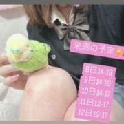 ヒメ日記 2026/04/01 13:30 投稿 ななせ Cawaiiハイ！スクールリターンズ