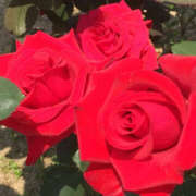 ヒメ日記 2026/01/04 19:48 投稿 るな ハピネス＆ドリーム福岡