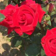 ヒメ日記 2026/01/04 20:38 投稿 るな ハピネス＆ドリーム福岡