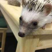 るな 最近の癒し ハピネス＆ドリーム福岡