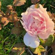 ヒメ日記 2026/01/26 19:38 投稿 るな ハピネス＆ドリーム福岡