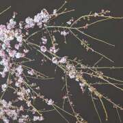 ヒメ日記 2026/03/21 15:49 投稿 ゆいか エマニエル秋葉原