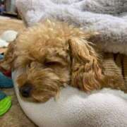 ヒメ日記 2026/04/13 00:29 投稿 さつき SPIN(スピン)