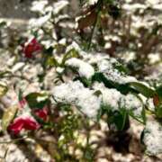 ヒメ日記 2026/01/13 10:10 投稿 みやび Gossip girl