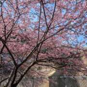 ヒメ日記 2026/02/15 08:17 投稿 らら One More 奥様　五反田店