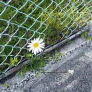 ヒメ日記 2026/07/11 15:56 投稿 白石ゆり【CUTE】 とびきりかわいい専門～You:More～