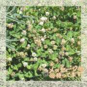 ヒメ日記 2026/05/16 13:15 投稿 水琴（みこと） 丸妻 錦糸町店