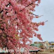 ヒメ日記 2026/03/10 09:14 投稿 みき CLUB DEEP