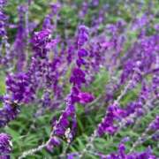 ヒメ日記 2026/01/25 20:44 投稿 【永澤 れお】 梅田ムチSpa女学院