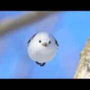 ヒメ日記 2026/02/17 20:34 投稿 しのぶ 奥様特急新潟店