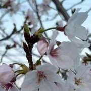 ろあ あした❣️ リアル 梅田店